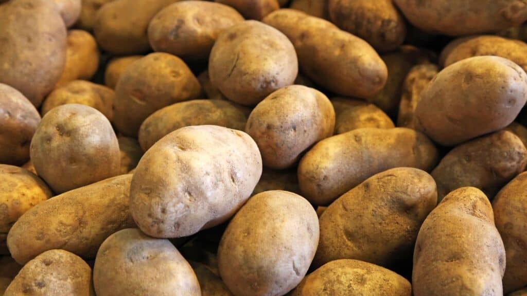Pile of russet potatoes. 