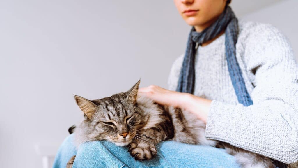 Cat sleeping on person's lap. 