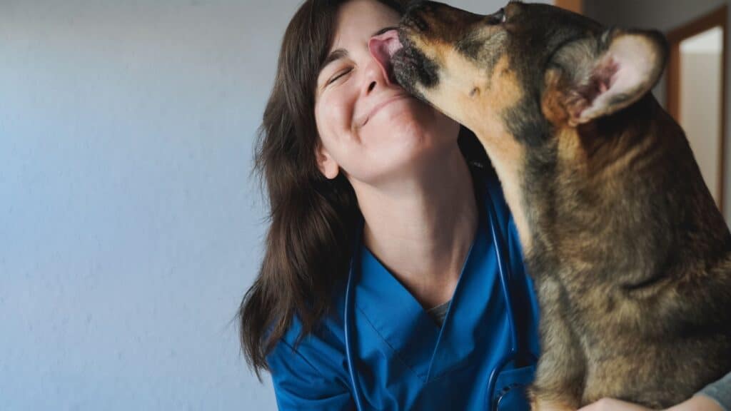 Dog licking vet's face. Female vet. 