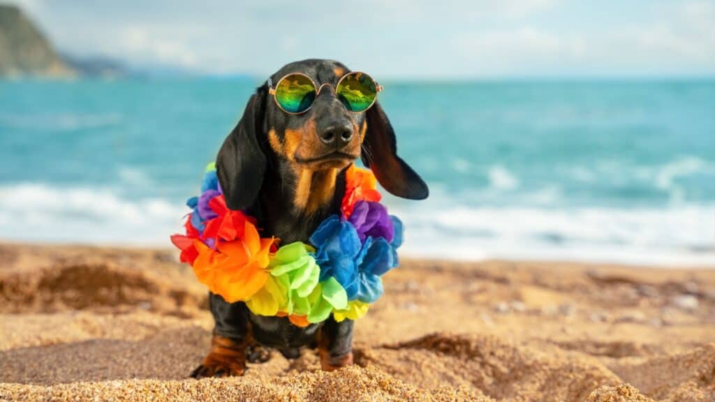 Dog on beach in sunglasses. 