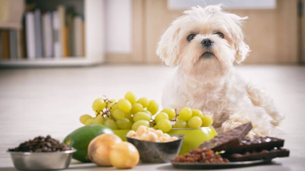 Dog with poisonous foods.