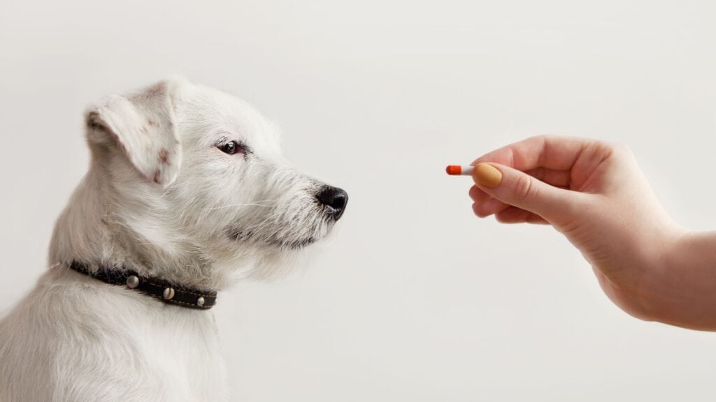 Giving a dog a pill. 