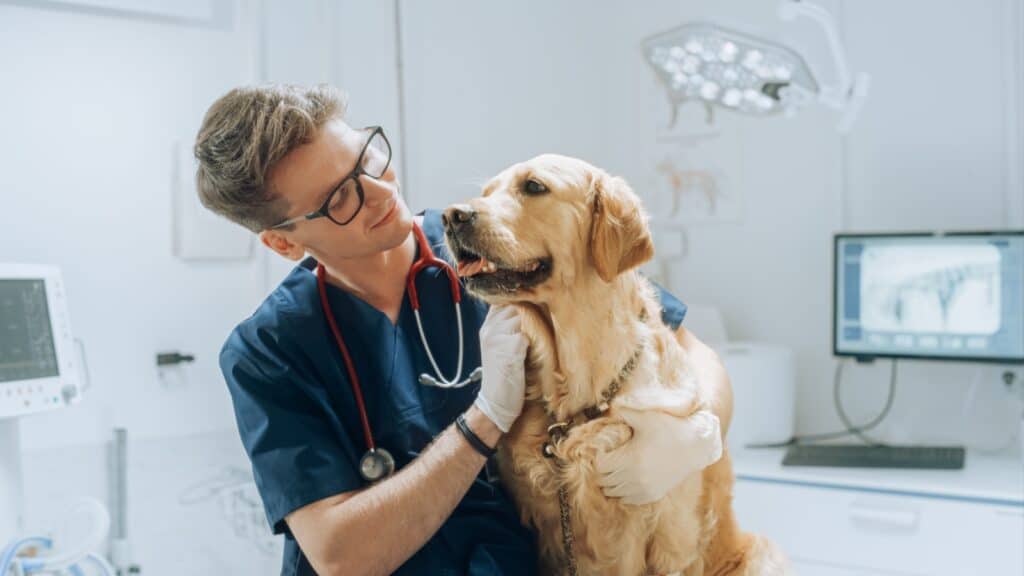Male vet with dog. 