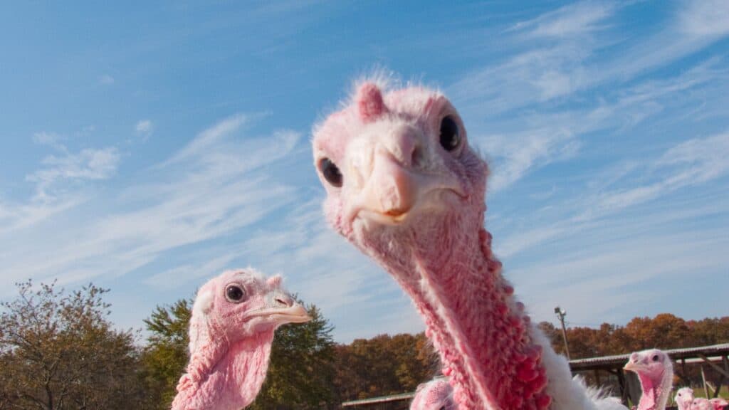 Turkey looking at camera.
