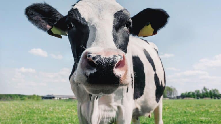 black and white cow.