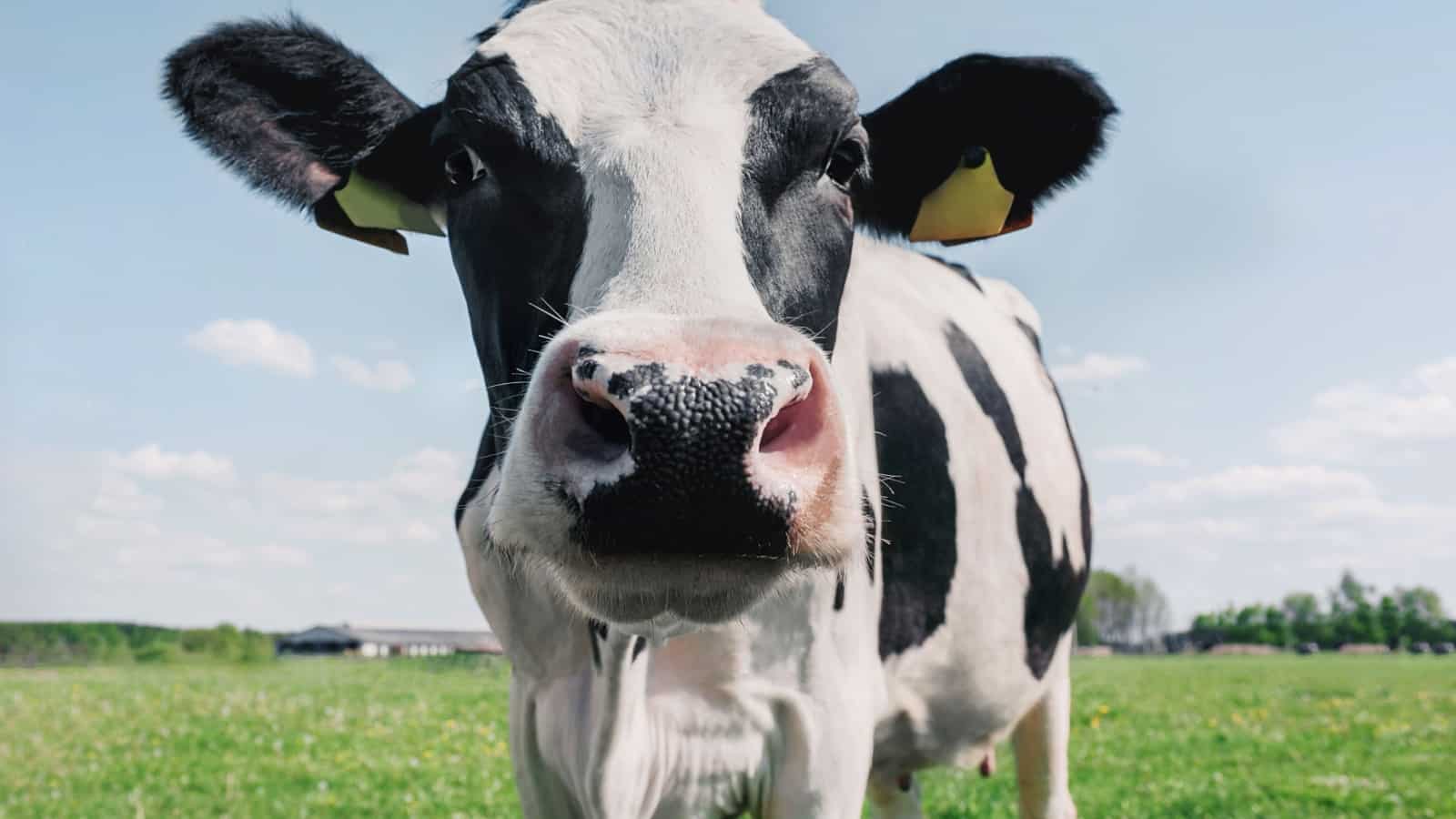 black and white cow.