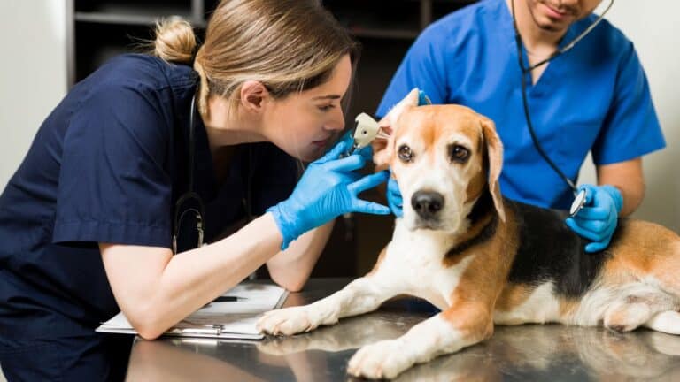 vet looking in beagle's ear.
