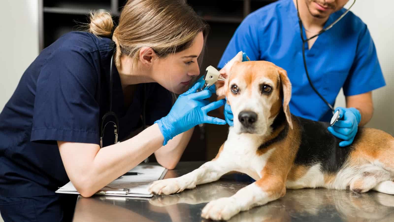 vet looking in beagle's ear.