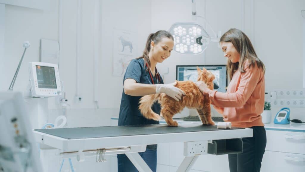 woman and cat at vet. female vet. 