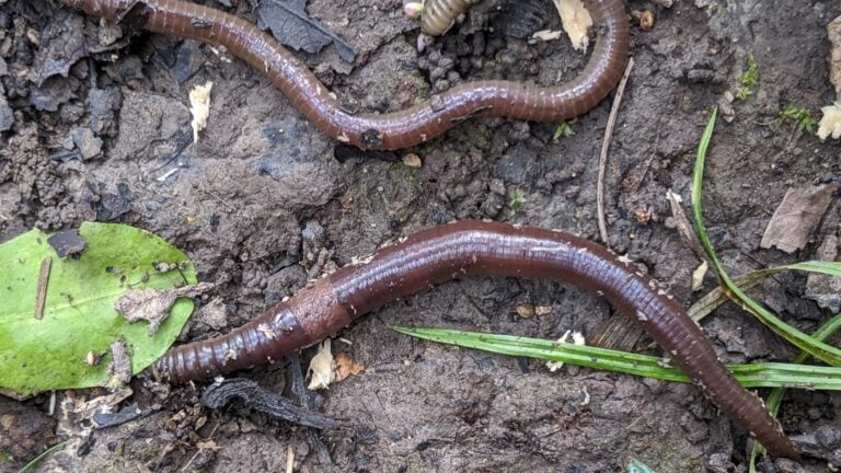 Jumping Worms! The Worm That Is Taking Over Gardens Everywhere and How To Control Them In Yours