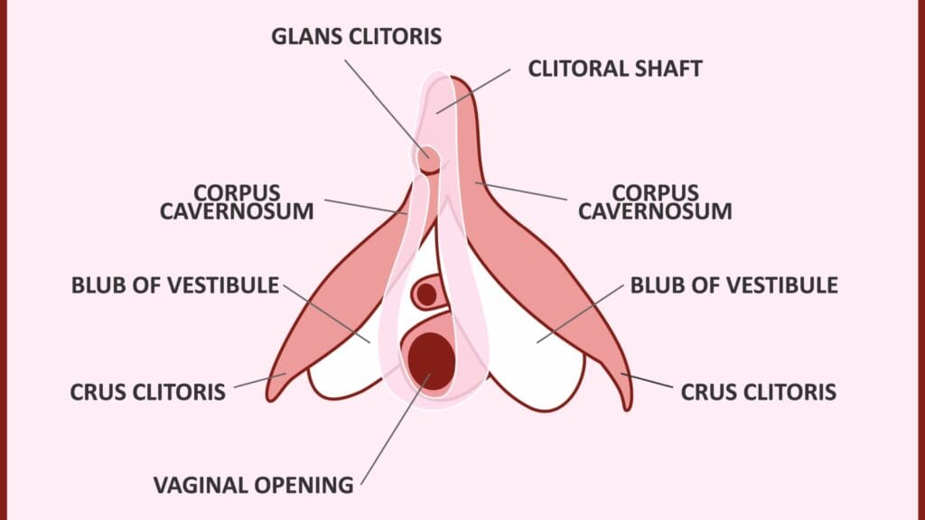 Clitoral structure. 