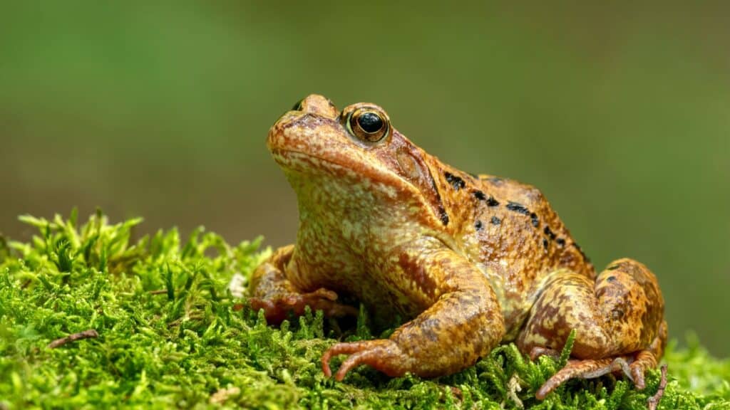 Common frog. 