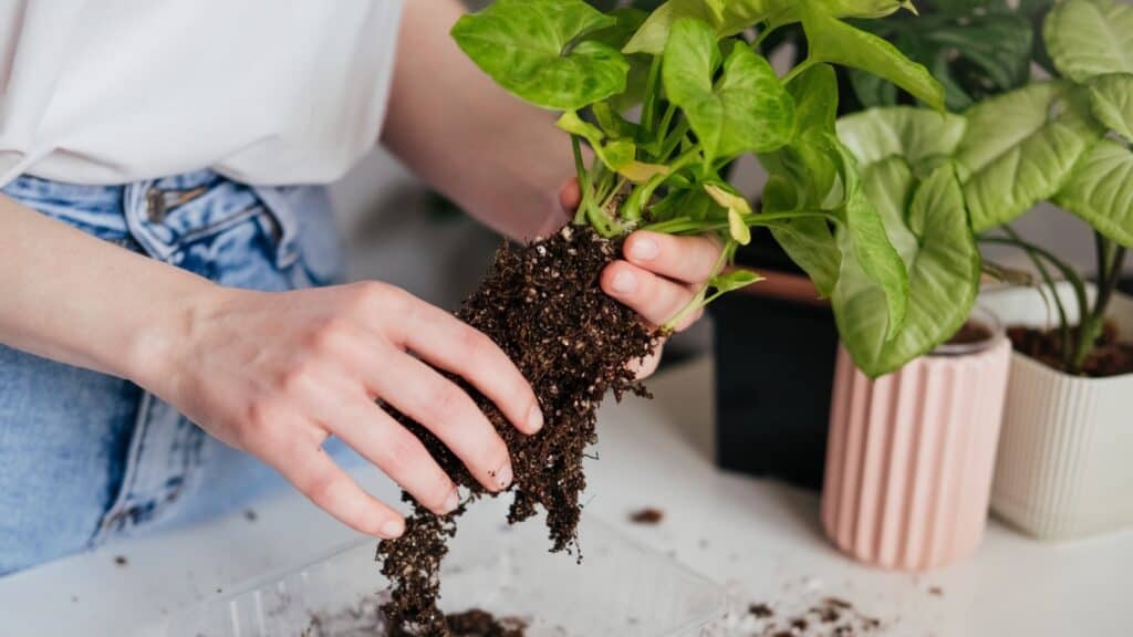 Inspecting soil. Transplanting. 