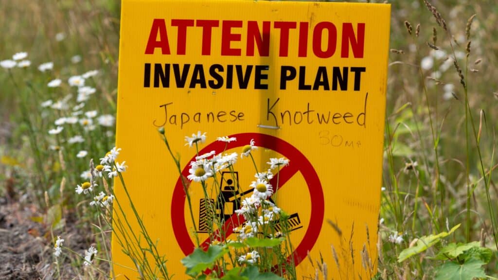 Invasive Plant sign. 