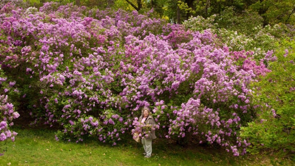 Lilac bush. 