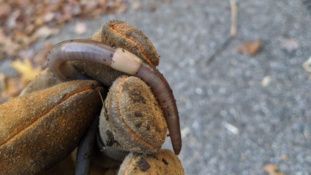 banded jumping worm