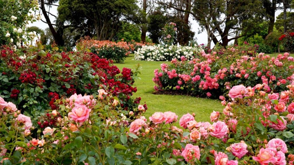 Rose garden. 