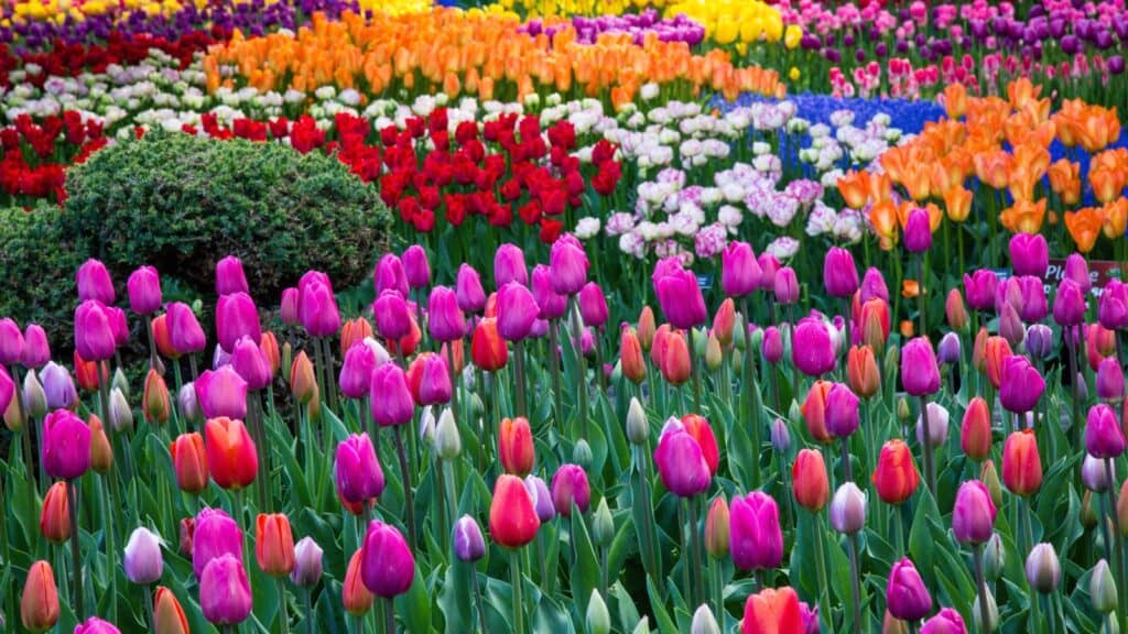 Skagit Valley Tulips. 