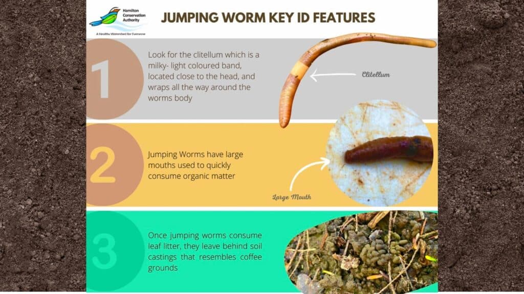 The ring (clitellum) on a jumping worm encircles the whole body evenly and is barely raised above the skin. 