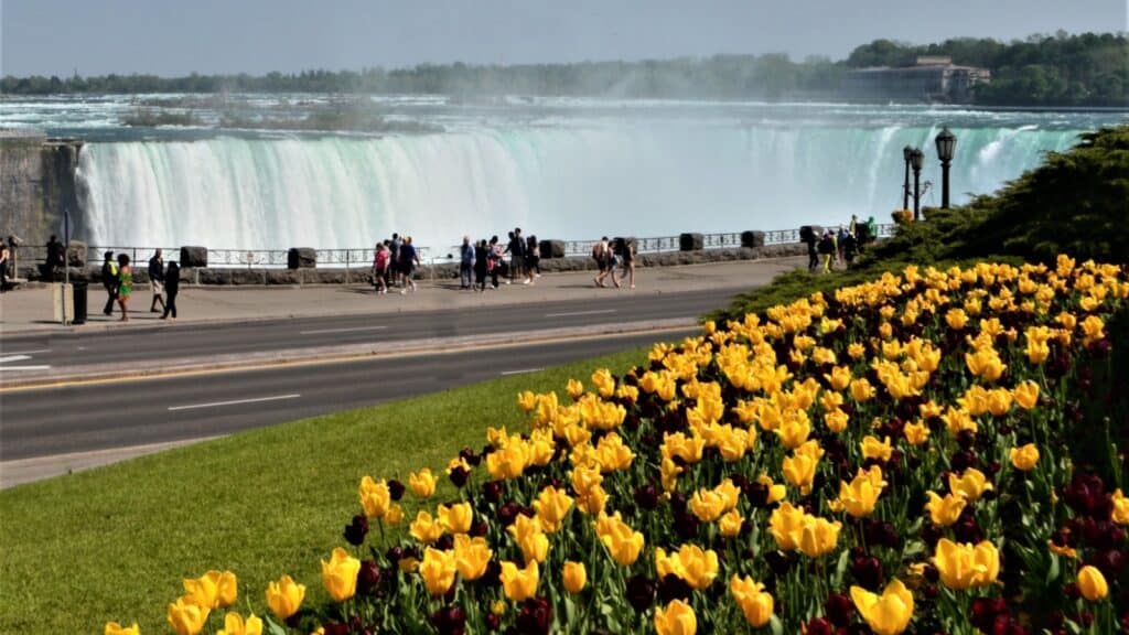 Tulips Niagara.