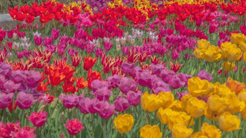 Tulips in Japan. 