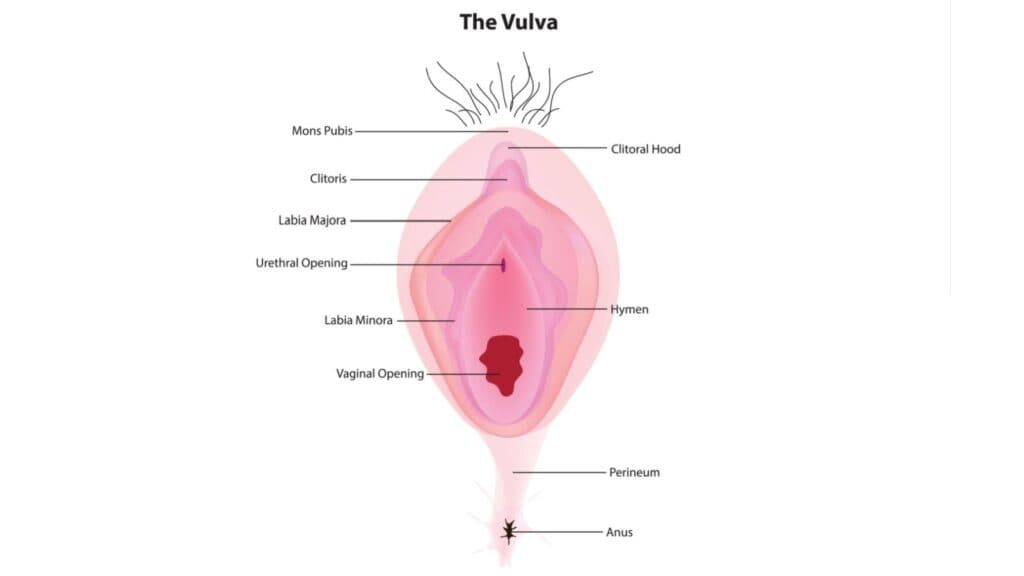 vector image of vulva