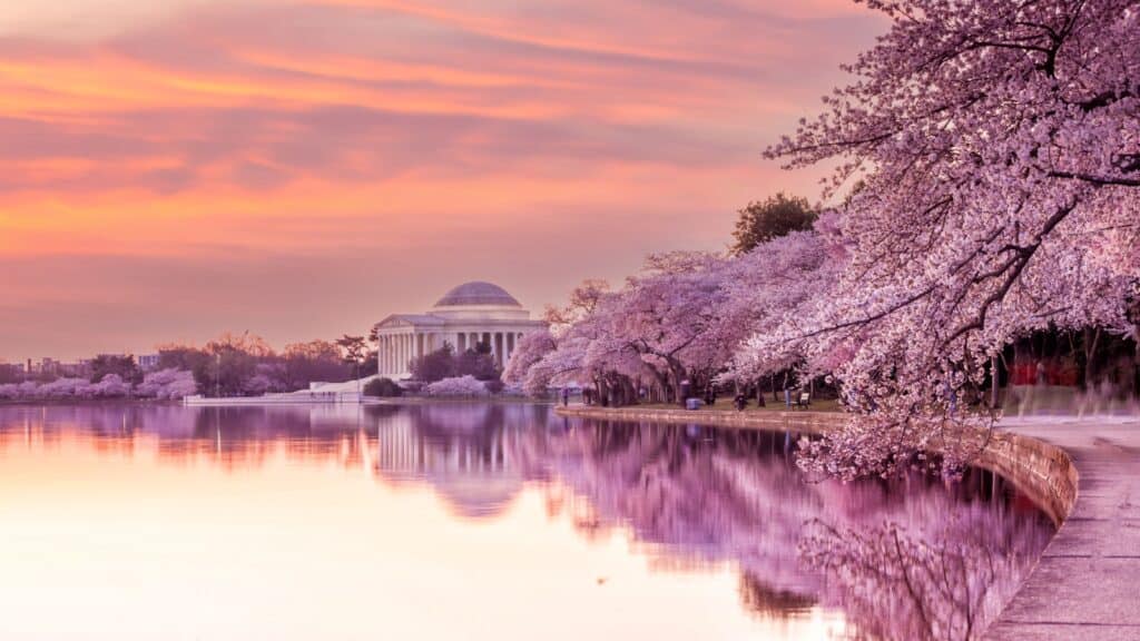 cherry blossoms in DC. 