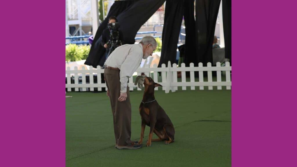 Canine obedience.