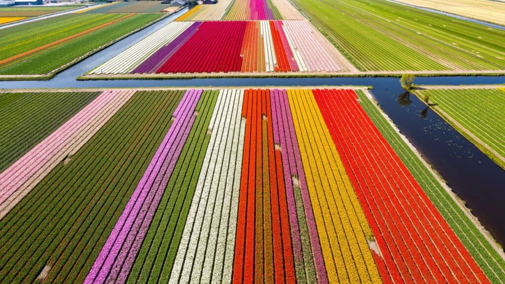rows of tulips. 