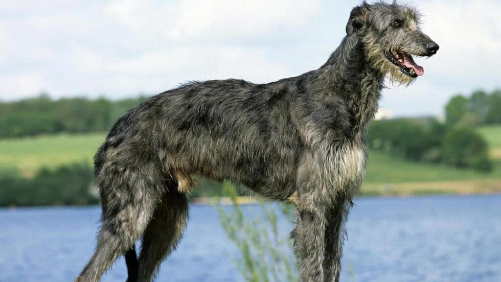 scottish deerhound.