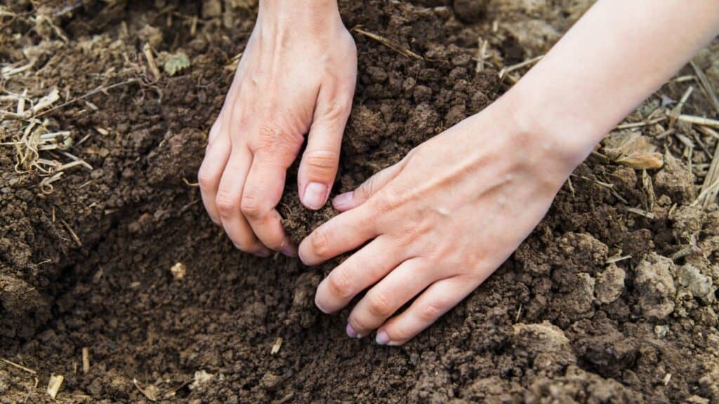 woman digging in soil.