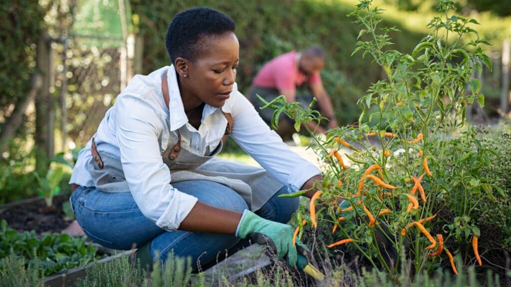 woman gardening. 