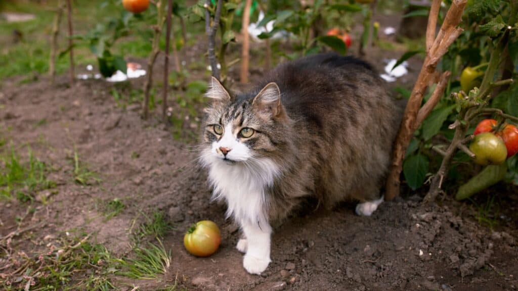 Cat in garden. 