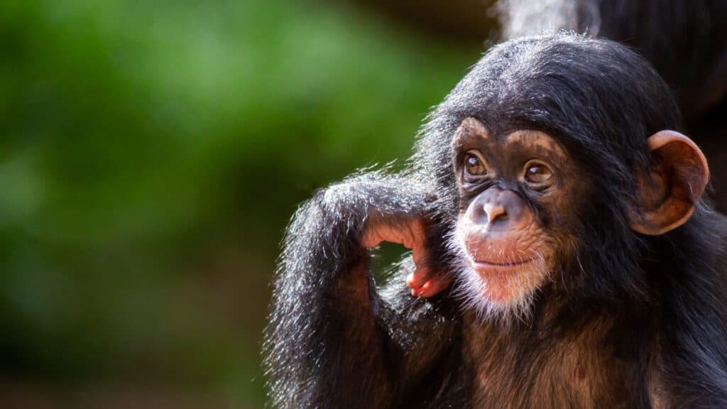 Chimpanzee. 