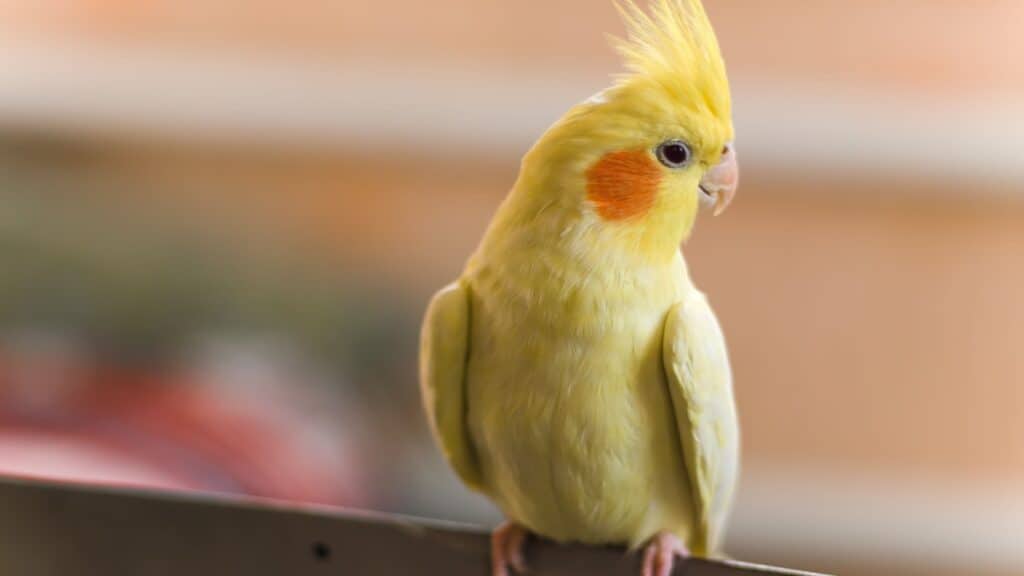 Cockatiel.