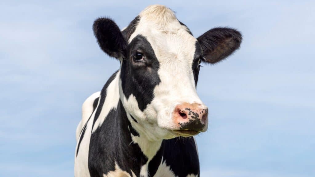 Cow at Farm Sanctuary.