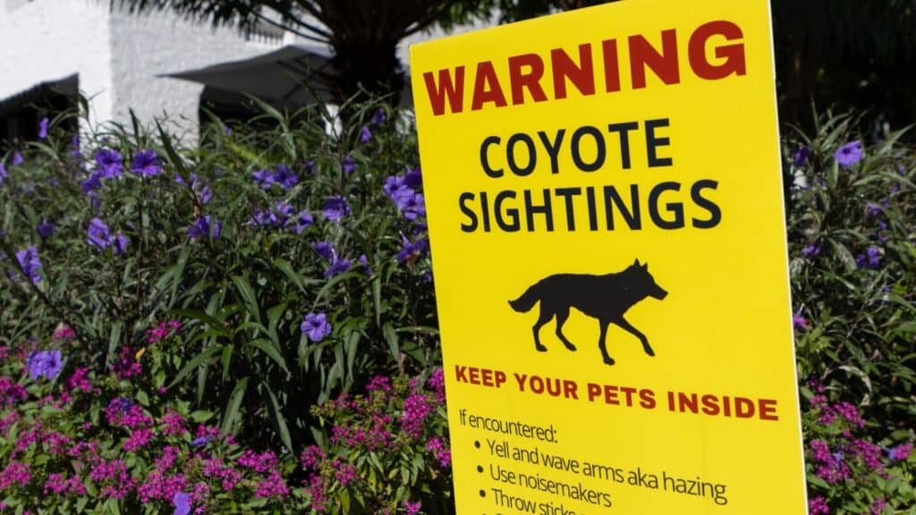 Coyote warning. 