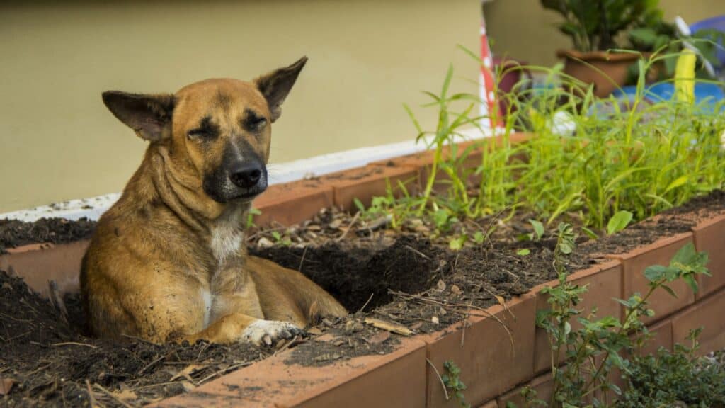 Dog digging in dirt. 