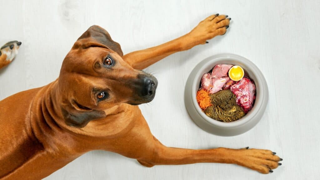 Dog eating healthy food. 