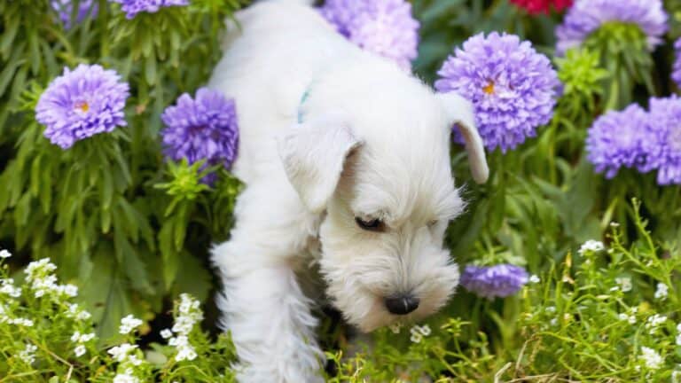 Dog in garden.