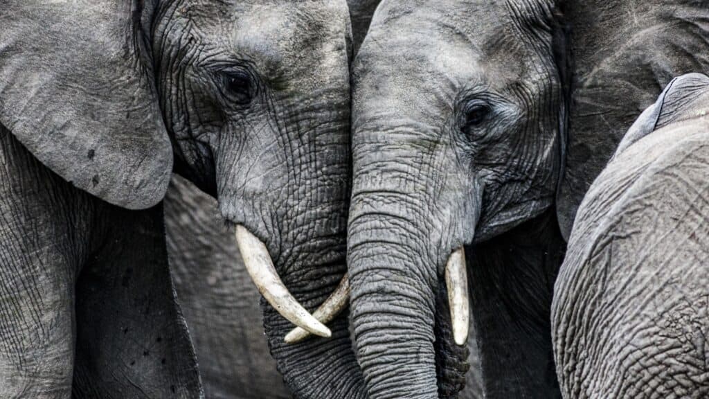 Elephant.