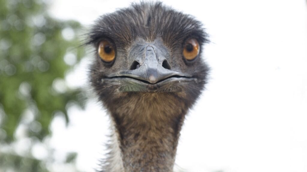 Emu. Gently Barn. 