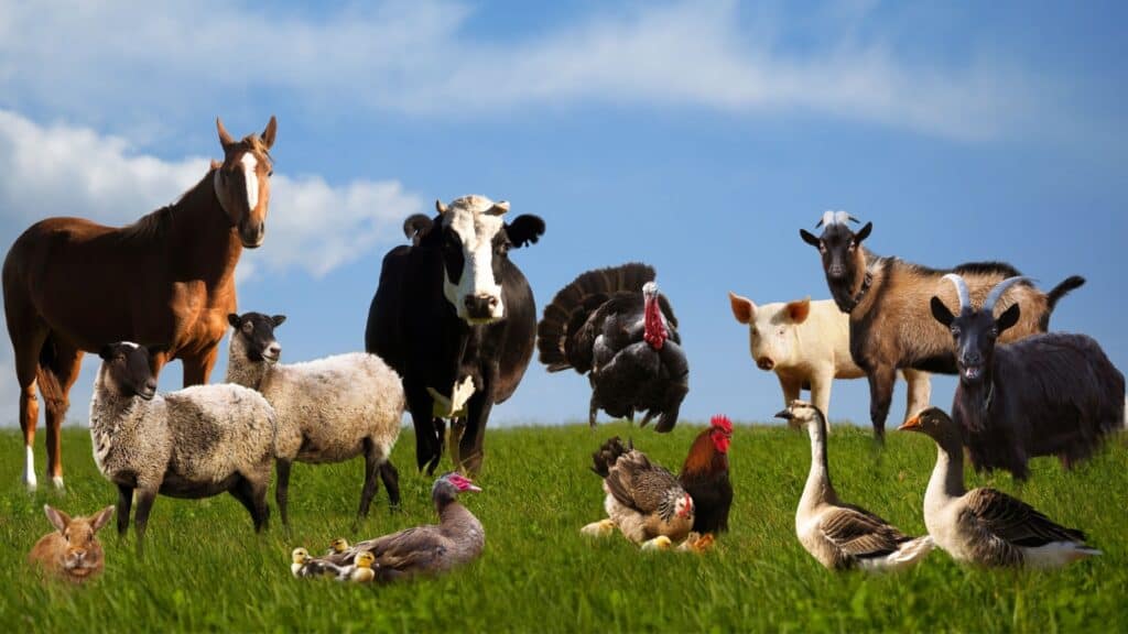 Farm animals.