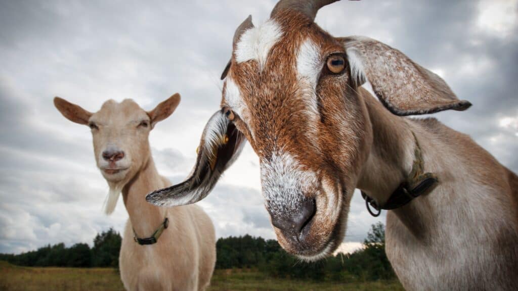 Goats.