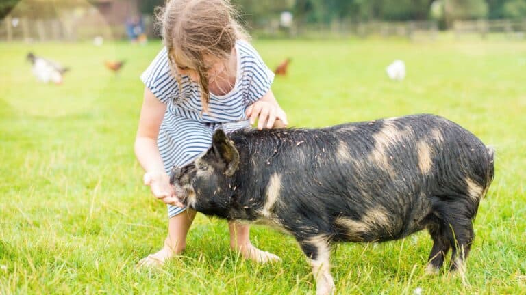 young girl feeding a pig