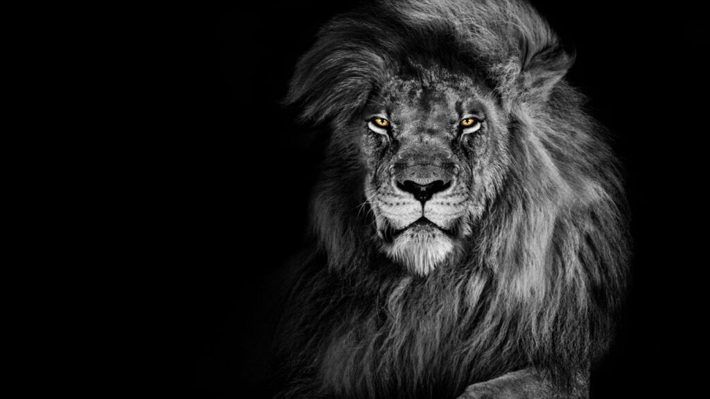 Lion.