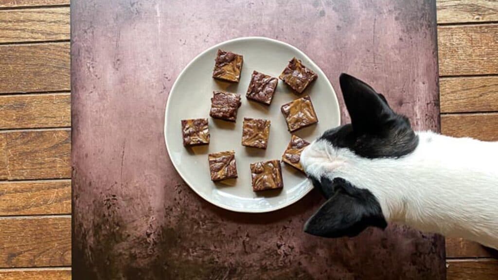 OUTTAKE-overhead-of-espresso-cream-cheese-brownies-on-light-plate-and-brown-background-with-Nora-the-bull-terrier.