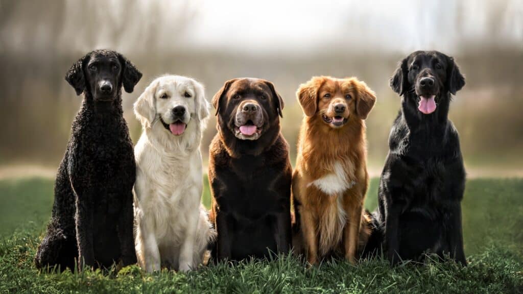 Obedience. Dogs sitting.