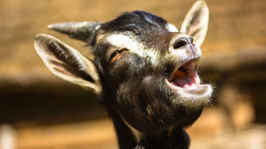 Piedmont goat.