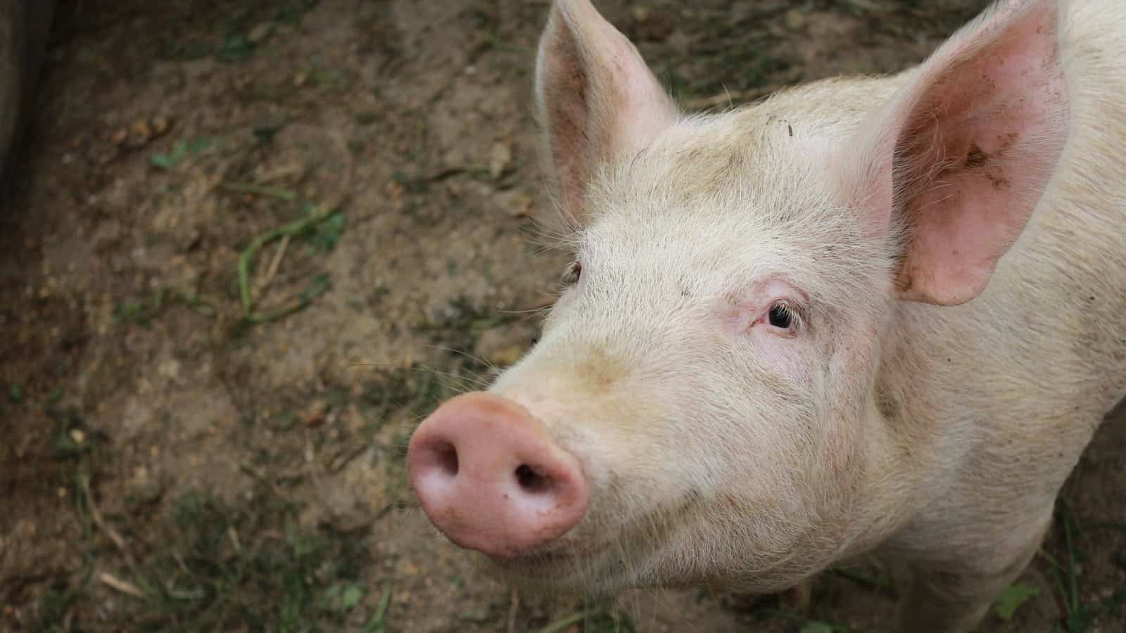 The Ultimate Family Trip: 20 Amazing Animal Sanctuaries You Can visit ...